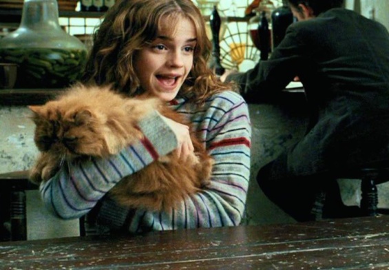The Hidden Meaning Behind Hermione’s Cat Crookshanks